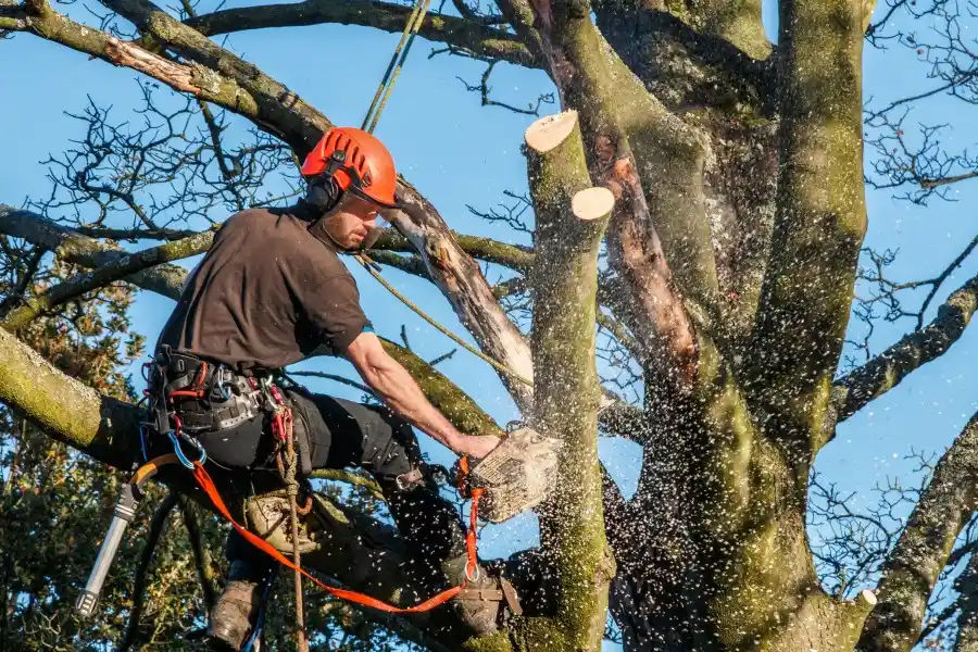 Tree Branch Removal