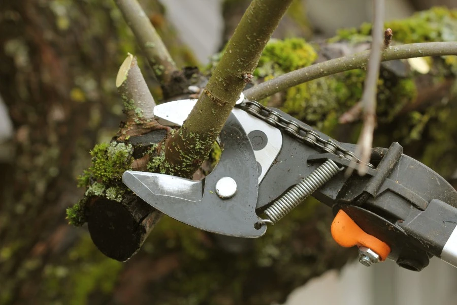 Tree Pruning
